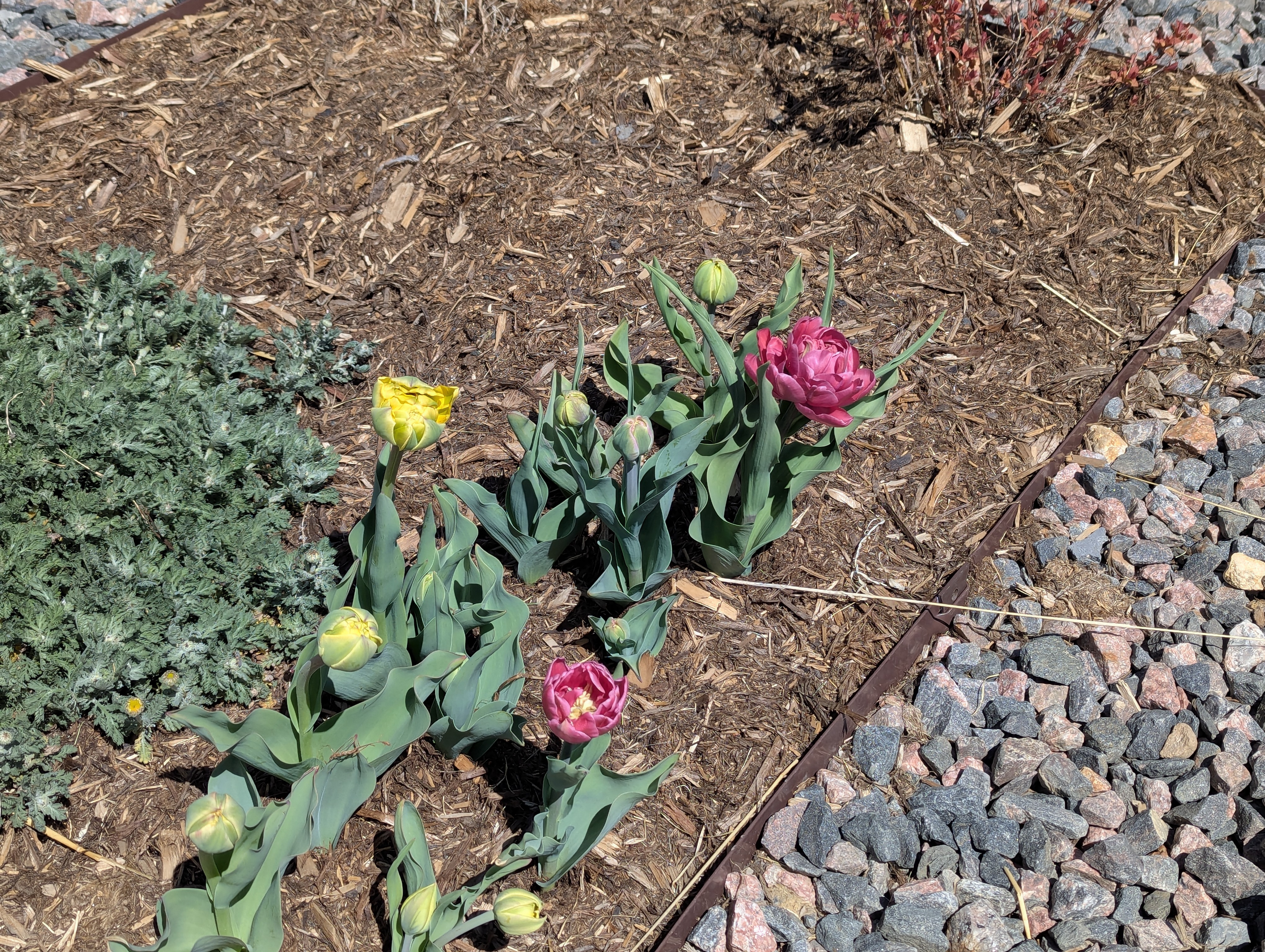 Garden, Flowers, Morrison, Colorado